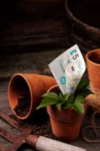 Money_growing_iStock_000010650691XSmall